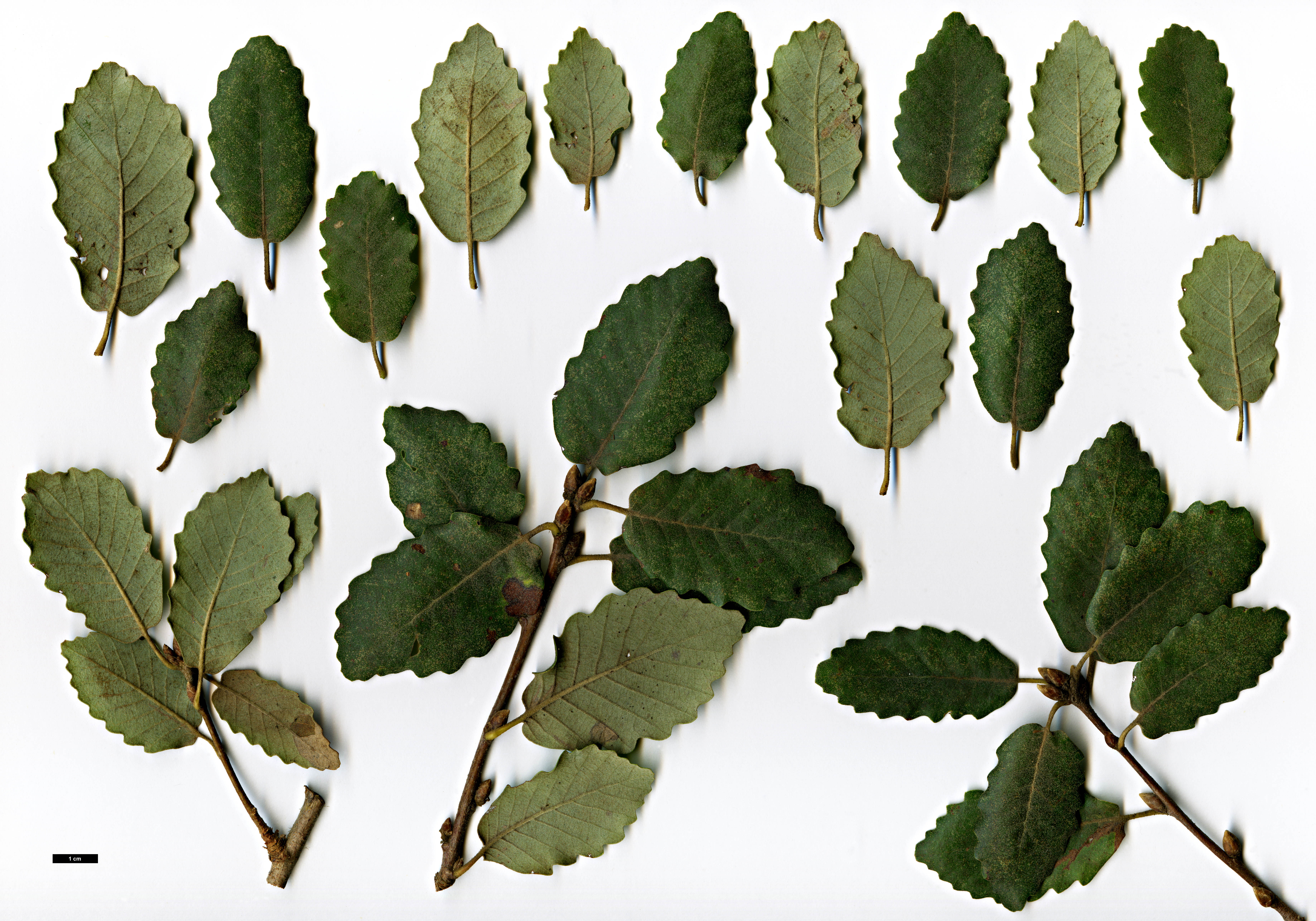 High resolution image: Family: Fagaceae - Genus: Quercus - Taxon: faginea - SpeciesSub: subsp. broteroi